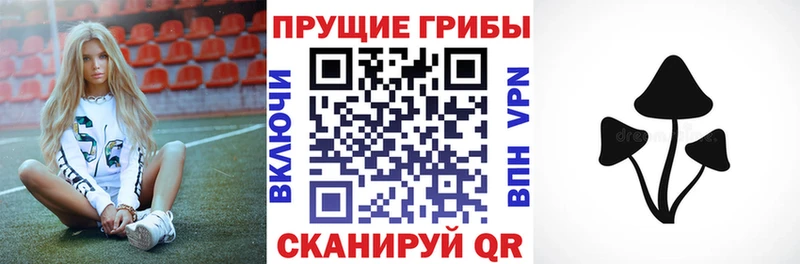 Галлюциногенные грибы Cubensis  блэк спрут как войти  Гусиноозёрск 